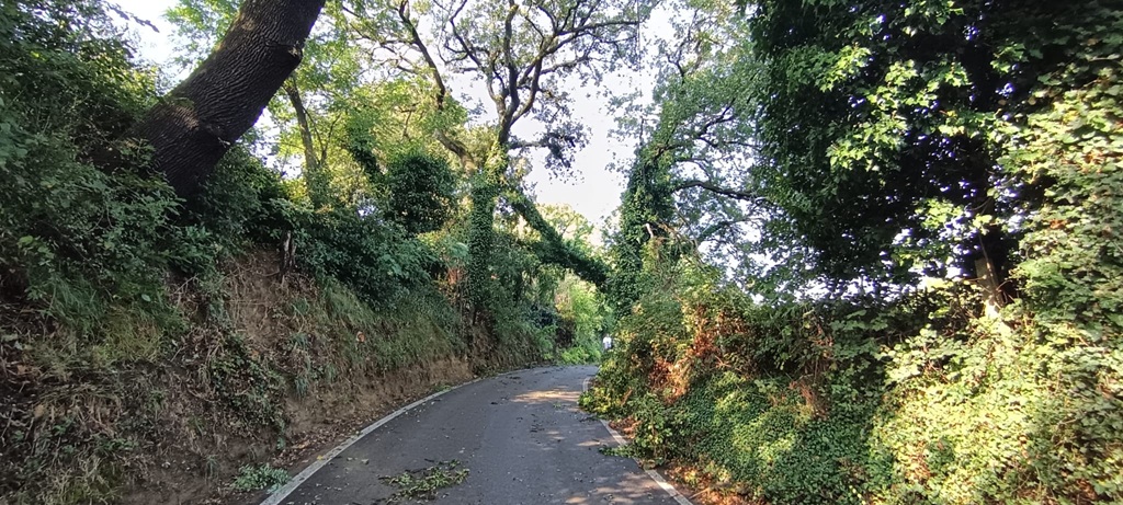 Strada Leccia chiusa  per l’albero che è caduto invadendo la carreggiata
